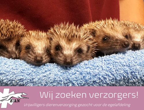Vrijwilligers gezocht voor de egelafdeling