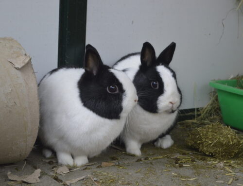 Uno & Panini – 2x ram (langzitters, geboren in de opvang)