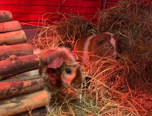 Nico & Norris – Cavia’s zoeken nieuw baasje