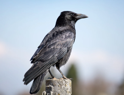 Raven houden in Nederland