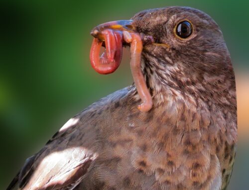 Vogels passen zich aan het beschikbare voedsel aan