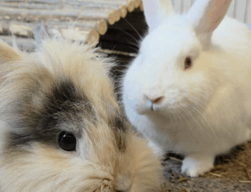 Koppel Muis (R) en Cherry (V)