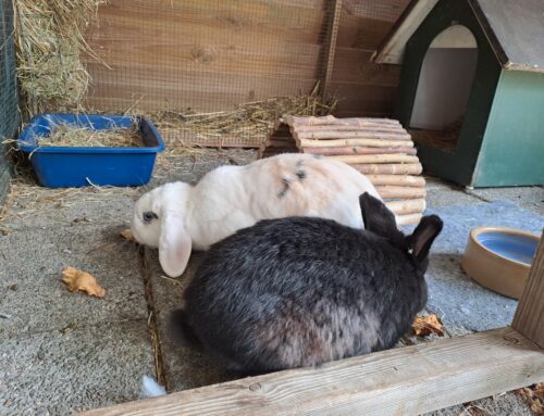 Koppel Heer Hupselot (R) en Elio (V)