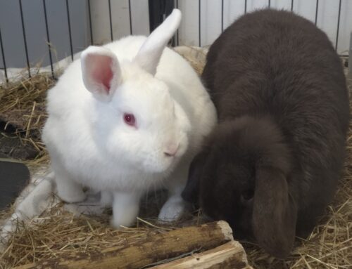 Koppel Wolf (R) en Brave (V)