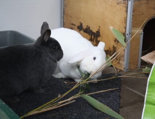 Koppel Joep (R) en Fien (V)