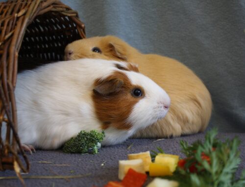 Peter en Selie – 2 Cavia beren