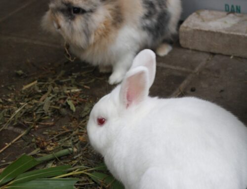 Muis (R) en Cherry (V)